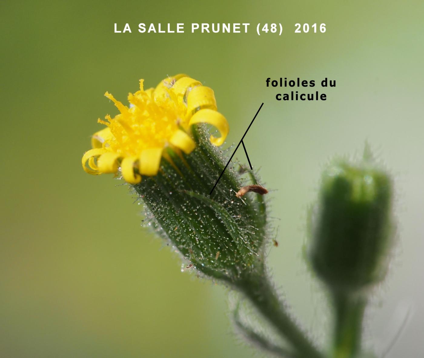 Groundsel, Sticky flower